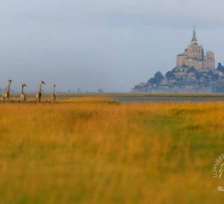 Girafes près du Mont Saint Michel en Normandie